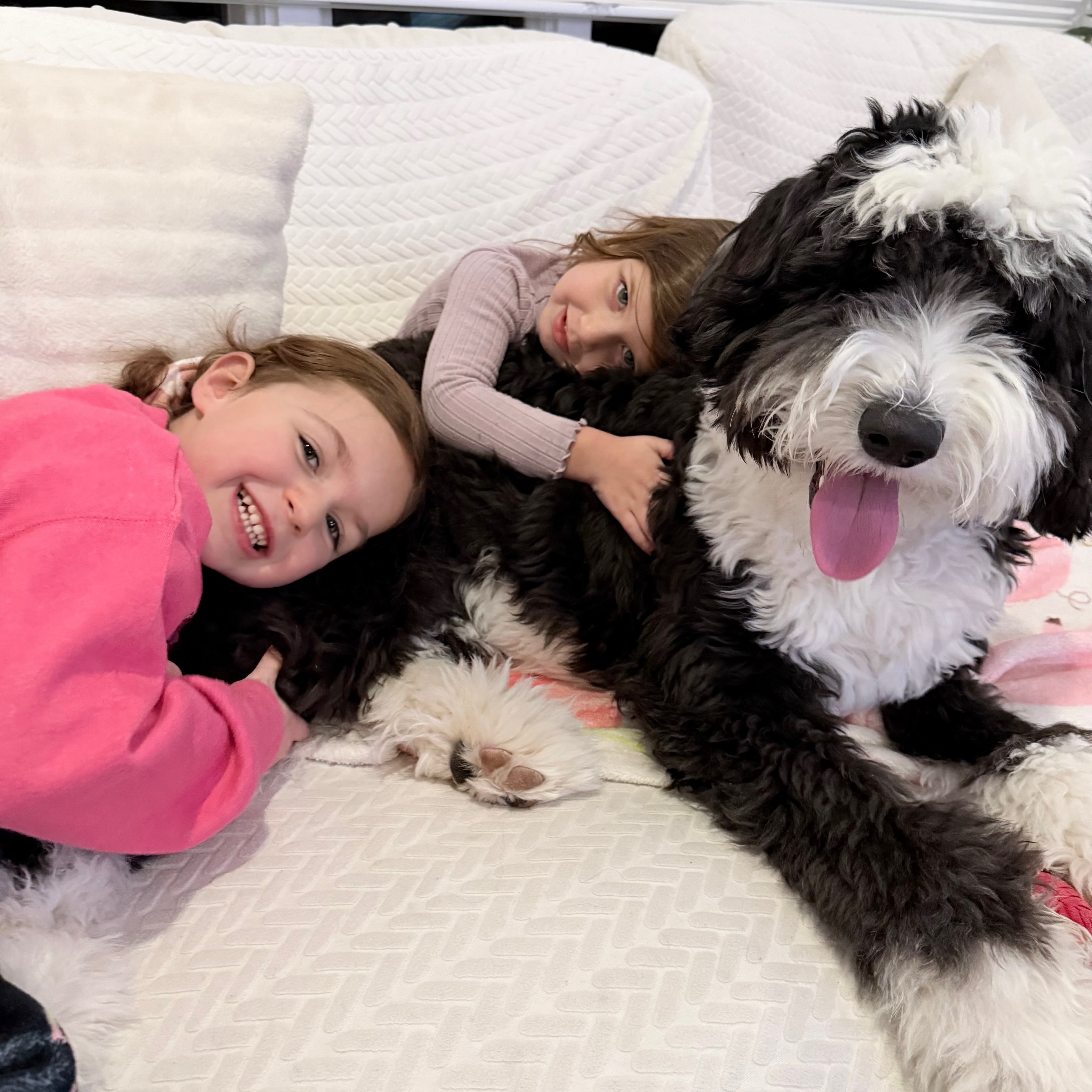 The love of a Sheepadoodle ๐ฅน๐๐ค
This is Boots, F1 Sheepadoodle from Tinkerbelle & Huck! She is 52 lbs and totally adored by her wonderful family and two little girls! Her family shared this about Boots: โShe is very friendly, affectionate, and playful! Loves dogs but more excited to meet new people and always wants at least a paw touching us at all times :)โ
โค๏ธ๐If you want a pup like this, our Sweetpea & Tinkerbelle F1 Sheepadoodles were just born (see yesterdayโs announcement post) and will be ready to join you September 26th! ๐
#sheepadoodle #sheepie #f1sheepadoodle